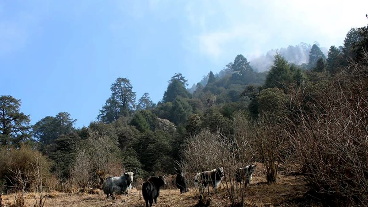 Ama Yangri Trek