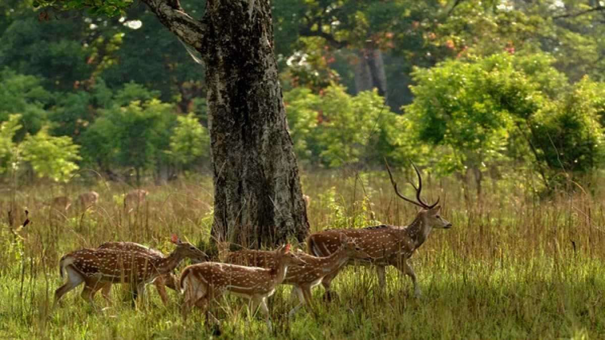 Luxury Tour in Nepal