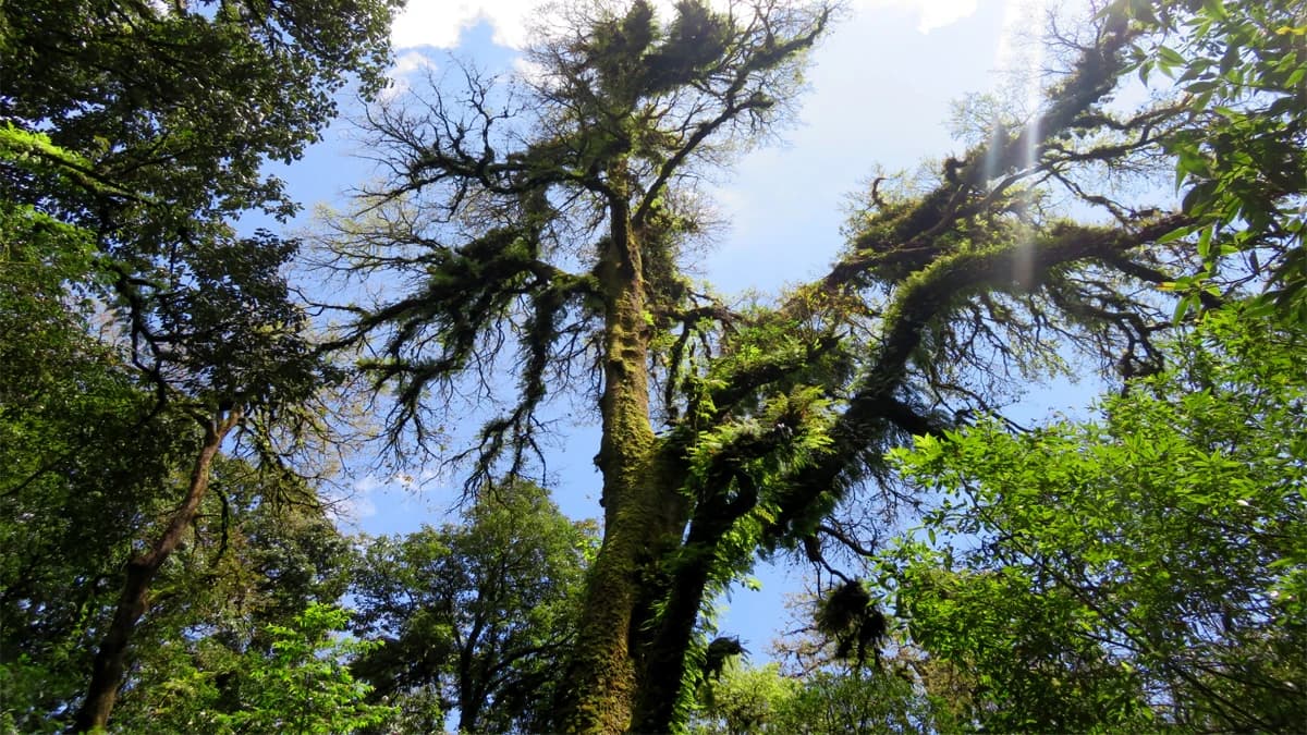 Nagarjuna Day Hiking