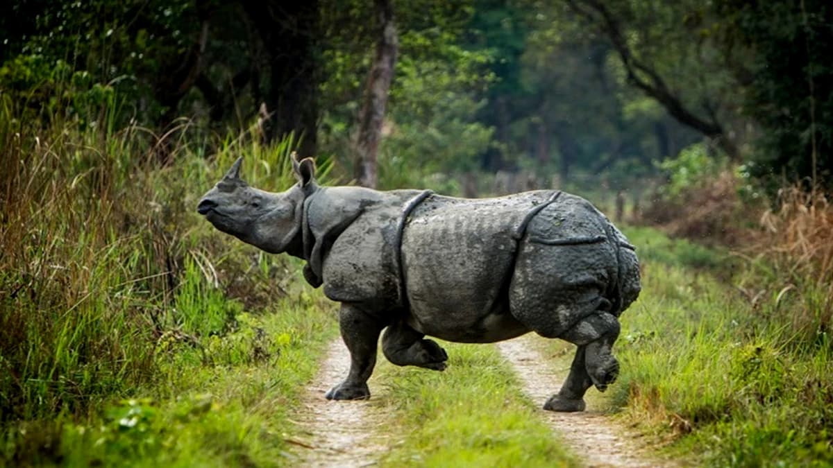 Chitwan Jungle Safari Tour: 1 Night/2 Days