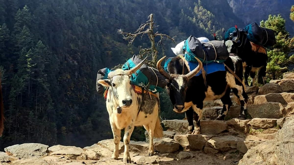 Gokyo Lake Trek
