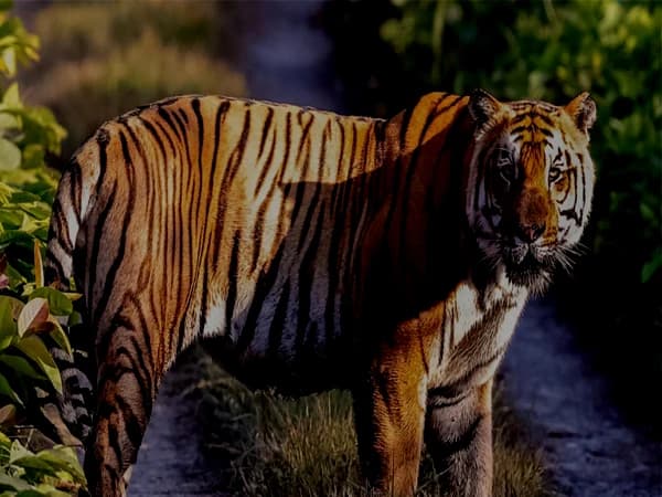 Chitwan Safari Tour :2 Nights/3 Days