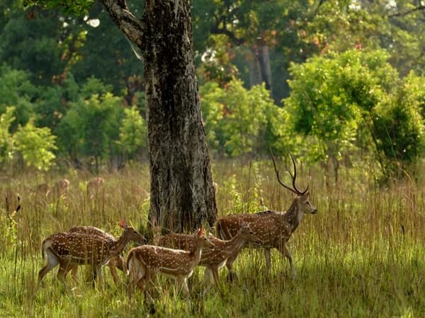 Bardia Jungle Safari : 2 Nights/3 Days
