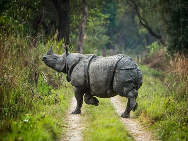 Chitwan Jungle Safari 2