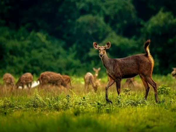 Deer Chitwan 4