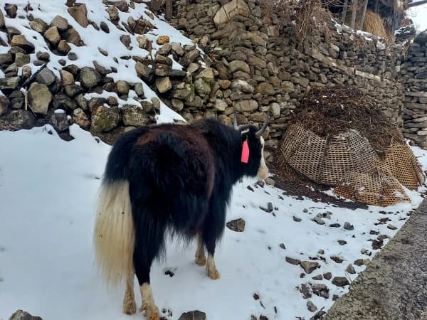 Yak 1